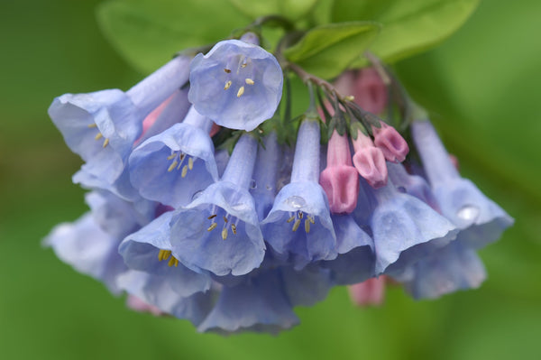 Virginia Bluebells Seeds