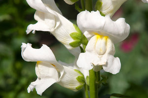 ’Snowflake’ Snapdragon Seeds