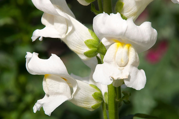 ’Snowflake’ Snapdragon Seeds