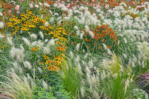 White Fountain Grass Seeds