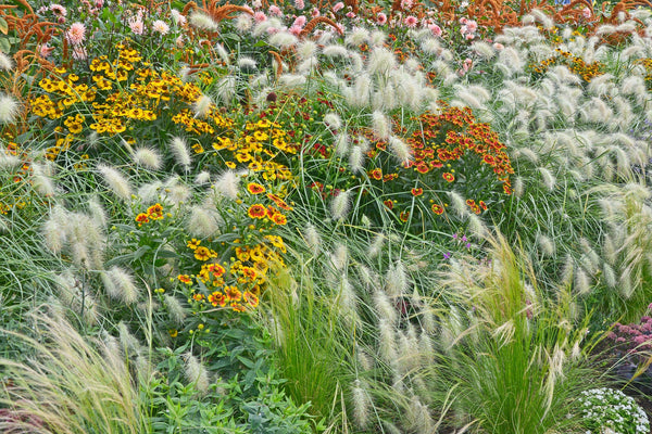 White Fountain Grass Seeds