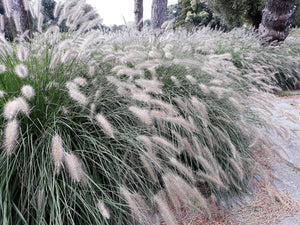 Dwarf Fountain Grass Seeds