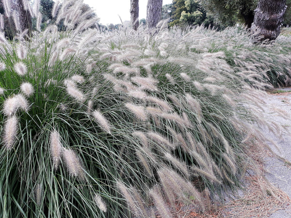 Dwarf Fountain Grass Seeds