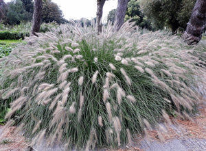 Dwarf Fountain Grass Seeds