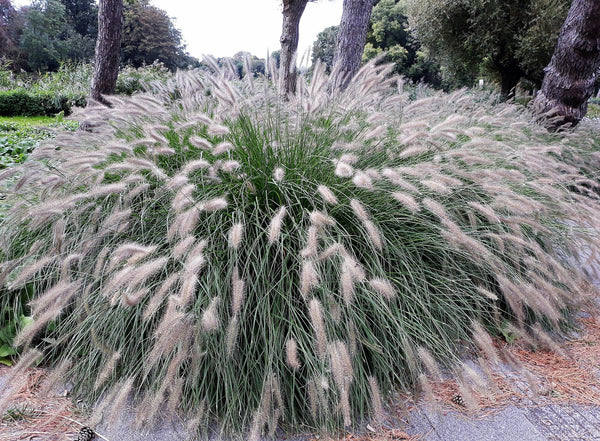 Dwarf Fountain Grass Seeds