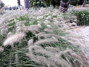 Dwarf Fountain Grass Seeds