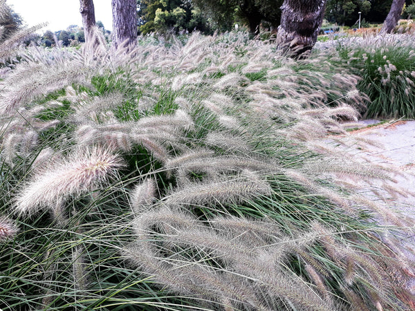 Dwarf Fountain Grass Seeds
