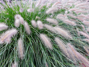 Dwarf Fountain Grass Seeds