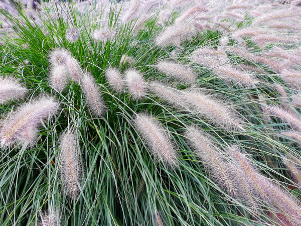 Dwarf Fountain Grass Seeds