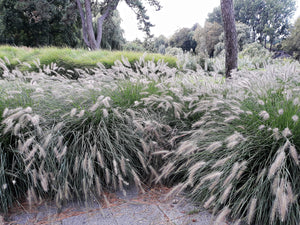 Dwarf Fountain Grass Seeds