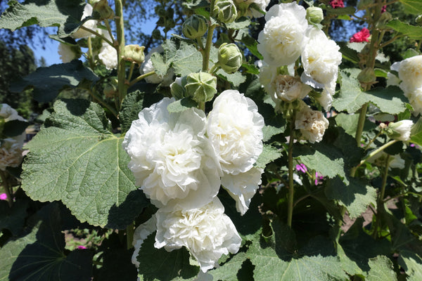 Summer Carnival Hollyhock Seeds