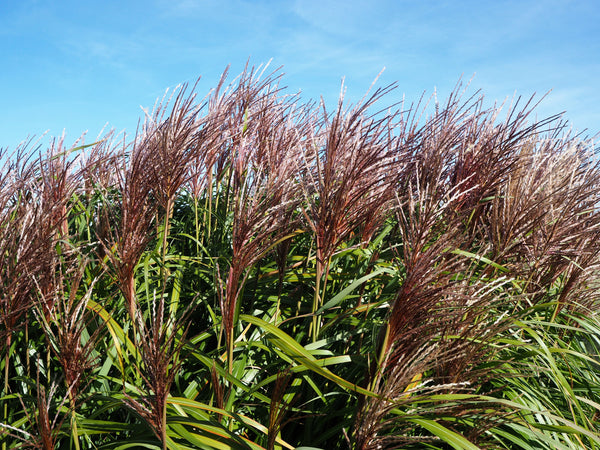 Red Maiden Grass Seeds