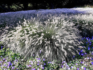 Dwarf Fountain Grass Seeds