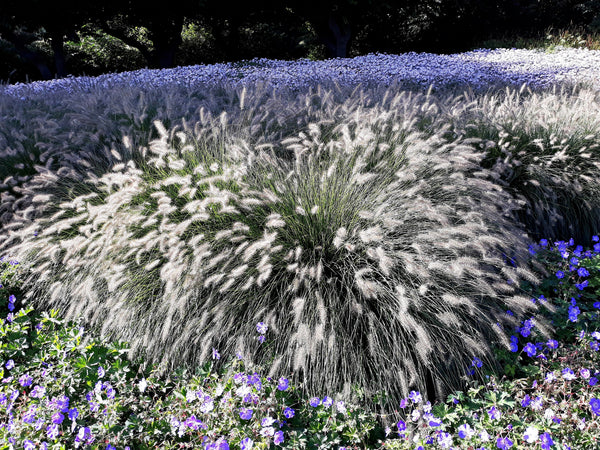 Dwarf Fountain Grass Seeds
