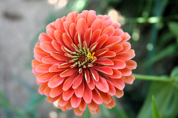 Salmon Queen Zinnia Seeds