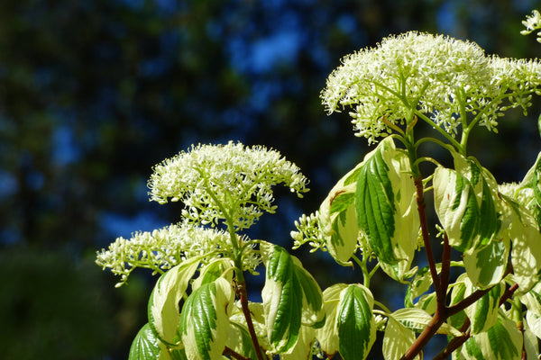 Red Twig Dogwood Seeds