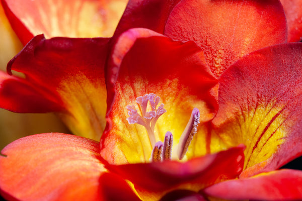 Royal Champion Mix Freesia Seeds