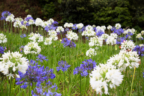 White Lily of the Nile Seeds