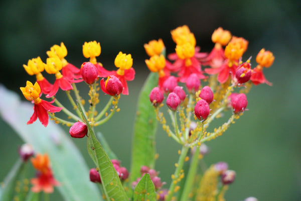 Sunset Milkweed Seeds