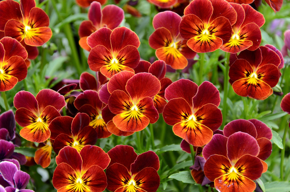 Red & Yellow Pansy Seeds