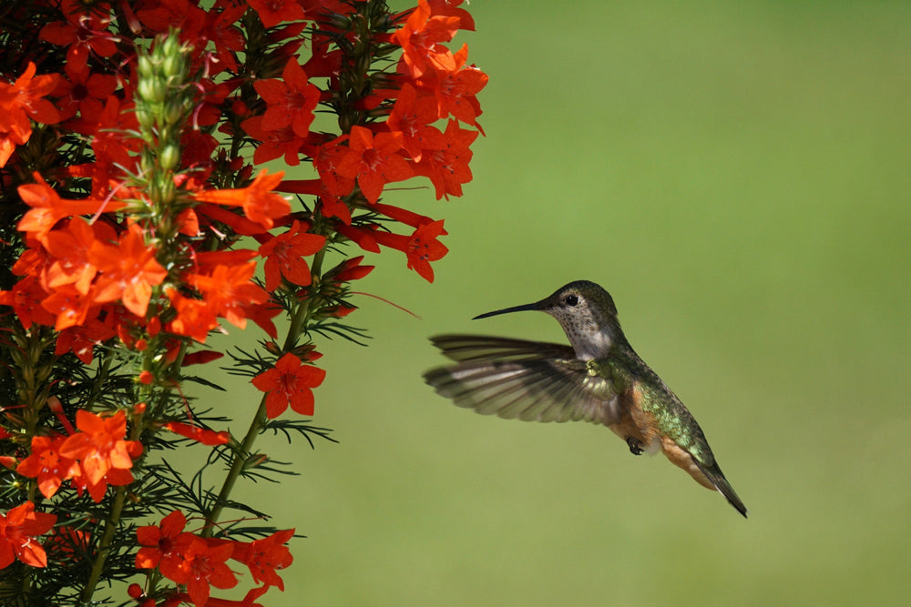 Standing Cypress Seeds