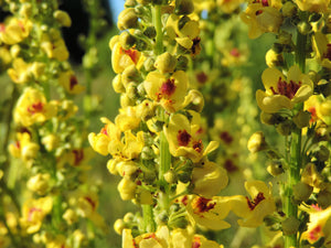 Yellow Verbascum Seeds