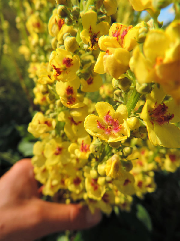 Yellow Verbascum Seeds