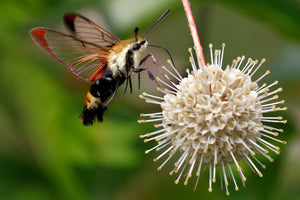 Buttonbush Shrub Seeds