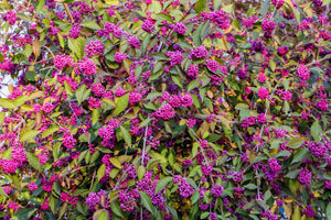 Beautyberry Seeds