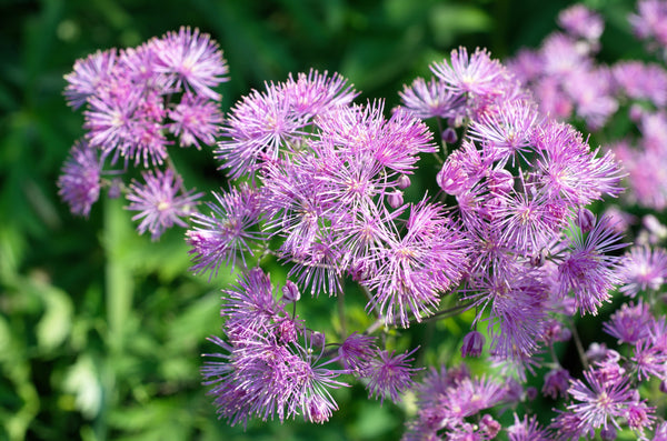Columbine Meadow Rue Seeds
