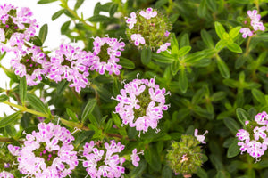 Summer Savory Seeds