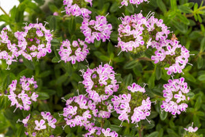 Summer Savory Seeds