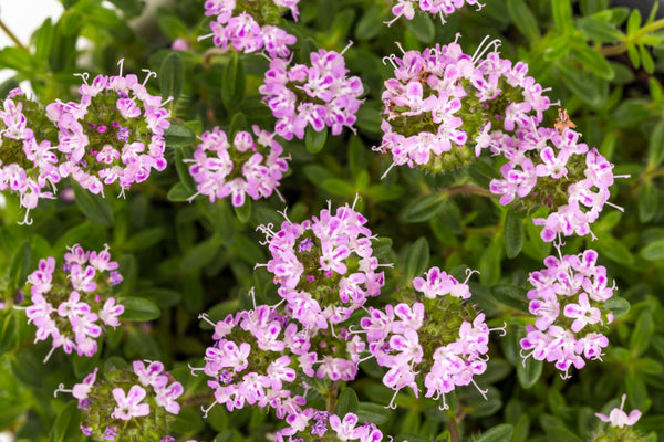 Summer Savory Seeds