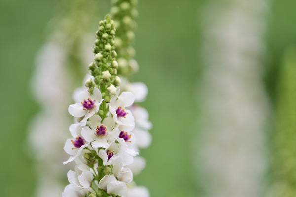 White Blush Verbascum Seeds