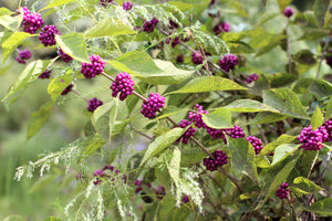 Beautyberry Seeds