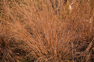 Little Bluestem Grass Seeds