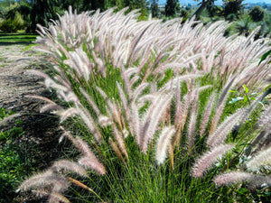 Dwarf Fountain Grass Seeds