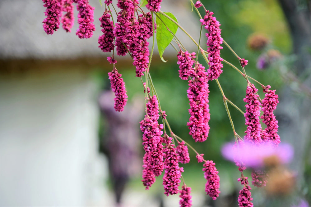 Kiss Me Over The Garden Gate Amaranthus Seeds