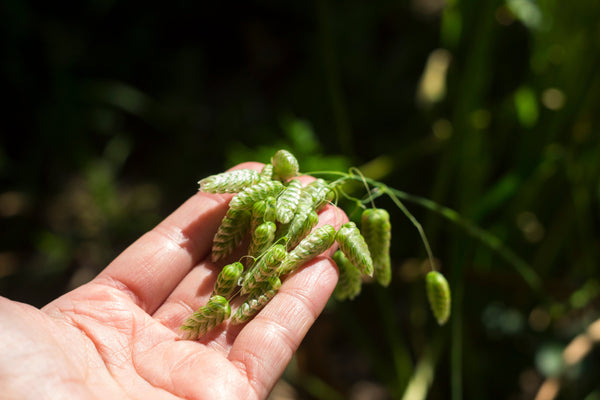 Quaking Grass Seeds