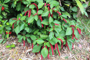 Love Lies Bleeding Amaranthus Seeds