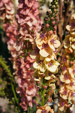 Verbascum Mix Seeds