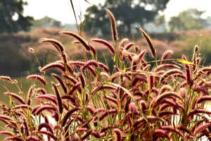 Red Jewel Millet Ornamental Grass Seeds