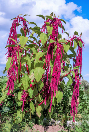 Love Lies Bleeding Amaranthus Seeds