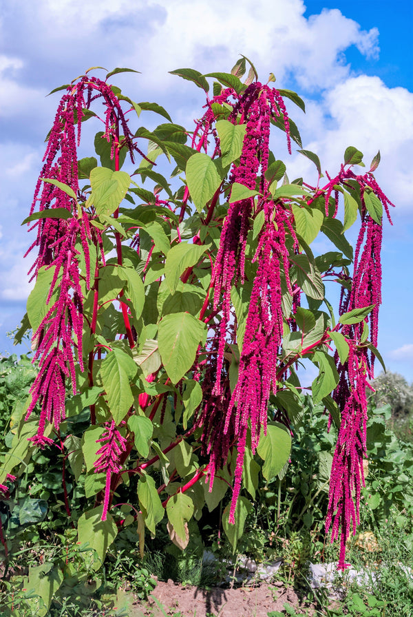 Love Lies Bleeding Amaranthus Seeds