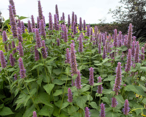 Blue Giant Anise Hyssop Seeds