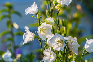 White Peach-Leafed Bellflower Seeds