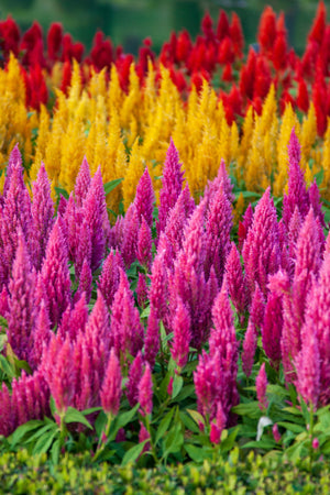 Celosia Pampas Plumes - Mix Seeds