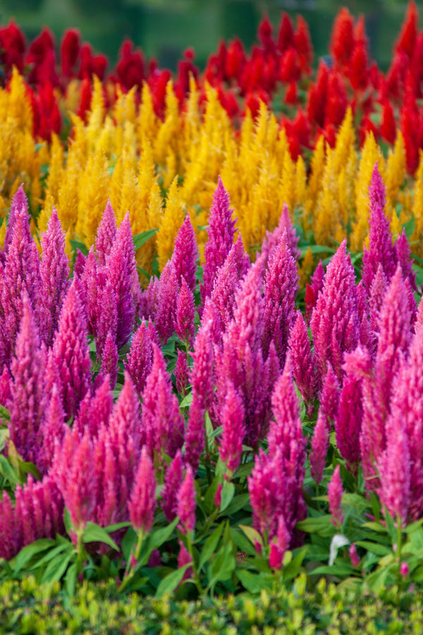 Celosia Pampas Plumes - Mix Seeds