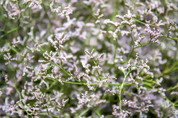 German Statice Seeds
