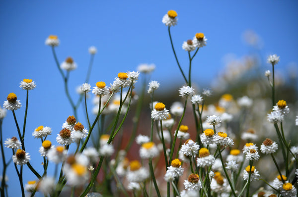 White Winged Everlasting Seeds